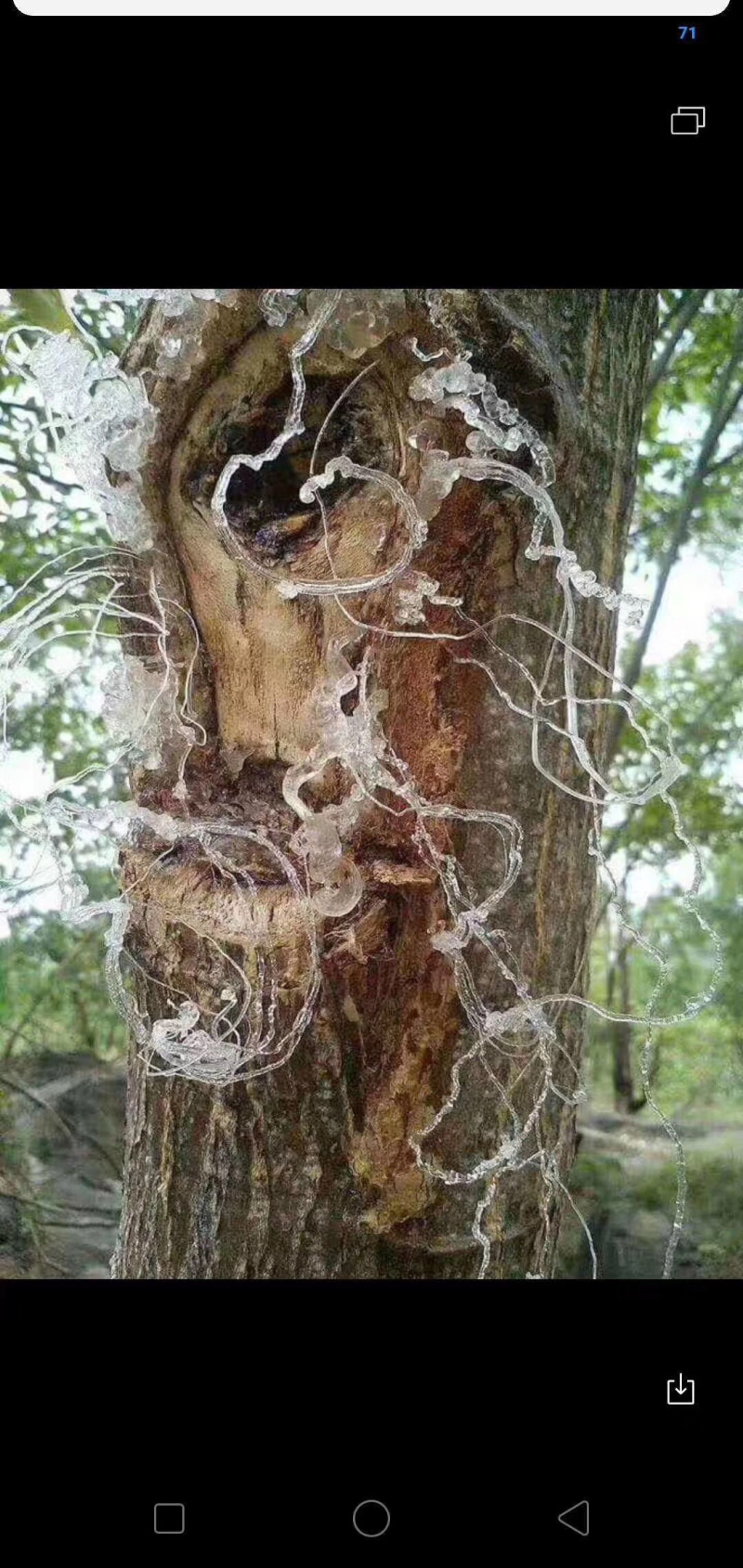 拉丝雪燕