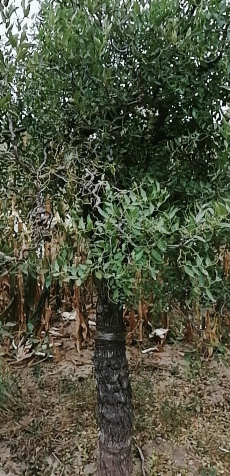 盘龙枣树，精品盘龙枣树，镇宅枣树，盘龙观赏枣树，自家苗圃