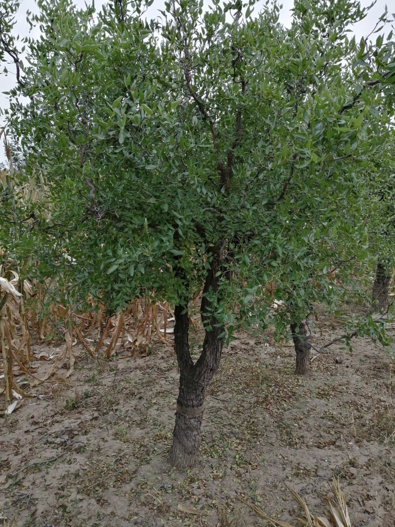 盘龙枣树，精品盘龙枣树，镇宅枣树，盘龙观赏枣树，自家苗圃