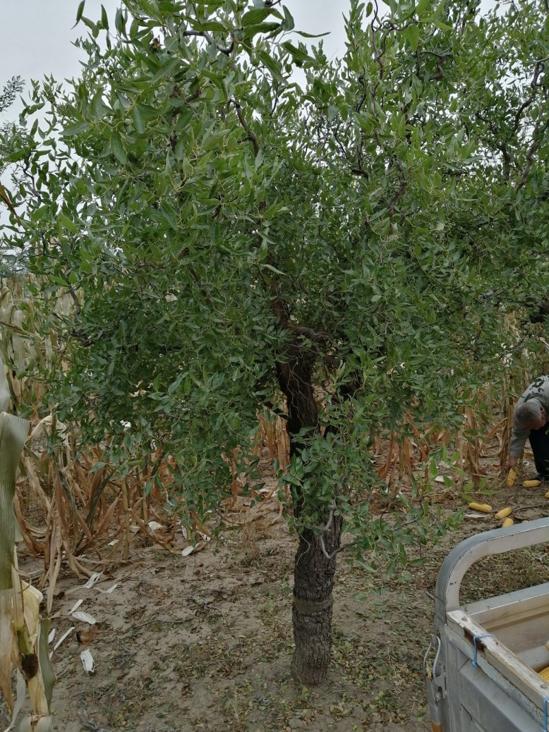 盘龙枣树，精品盘龙枣树，镇宅枣树，盘龙观赏枣树，自家苗圃