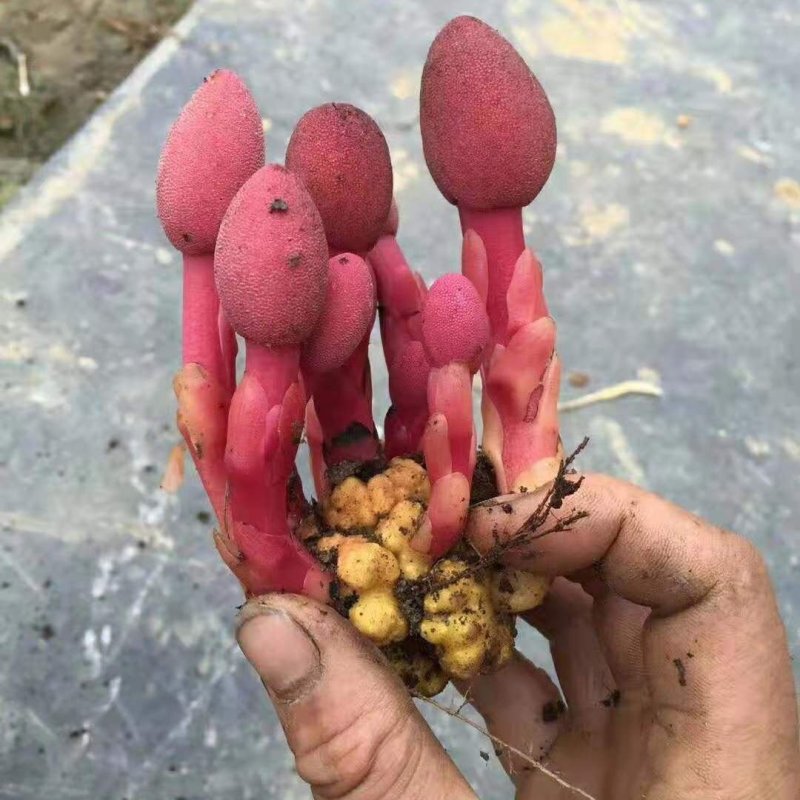 红冬蛇菰文王一支笔回春草