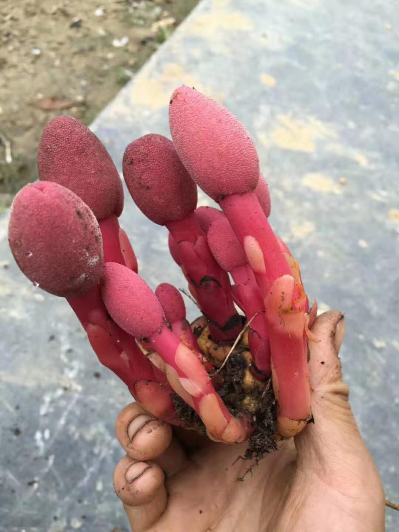 红冬蛇菰文王一支笔回春草