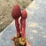 红冬蛇菰文王一支笔回春草