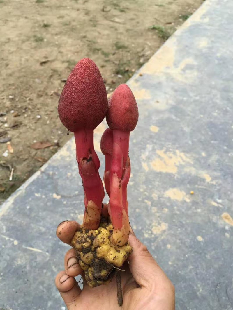 红冬蛇菰文王一支笔回春草