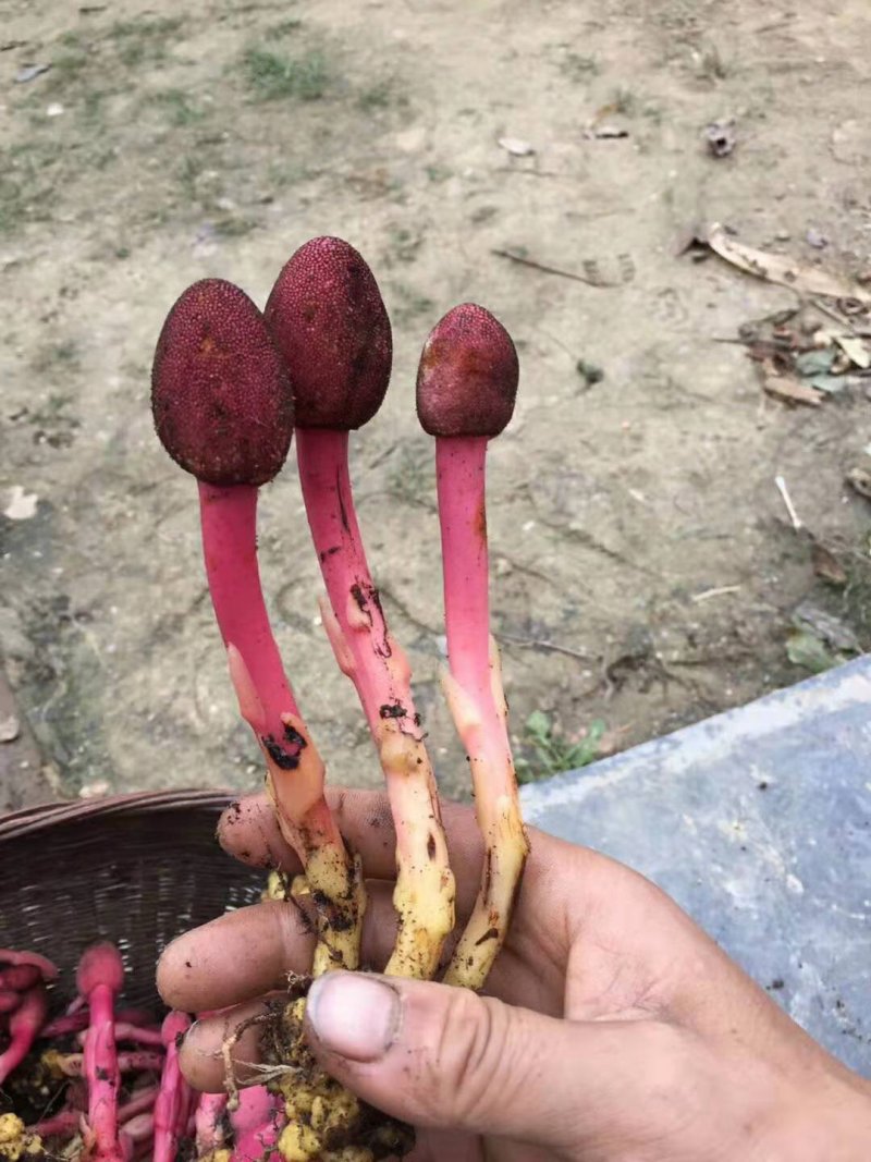 红冬蛇菰文王一支笔回春草