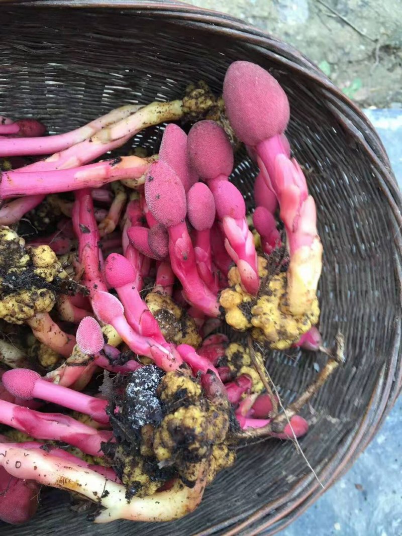 红冬蛇菰文王一支笔回春草