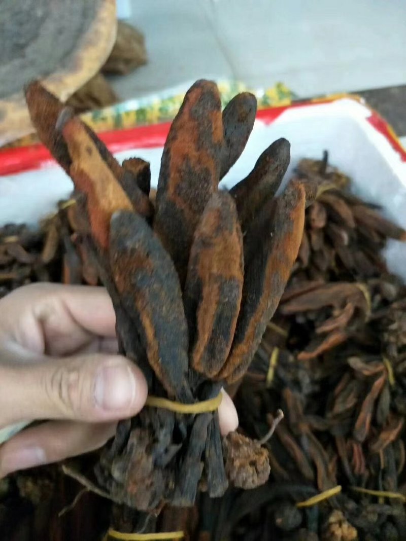回春草