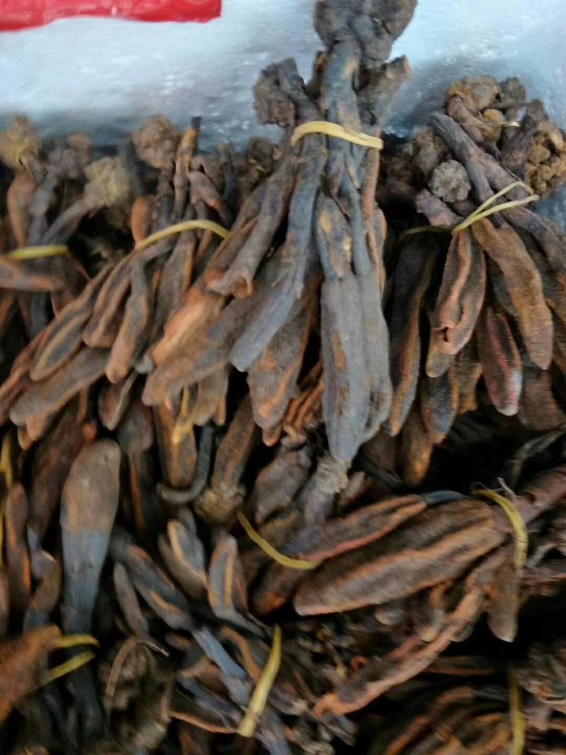 回春草