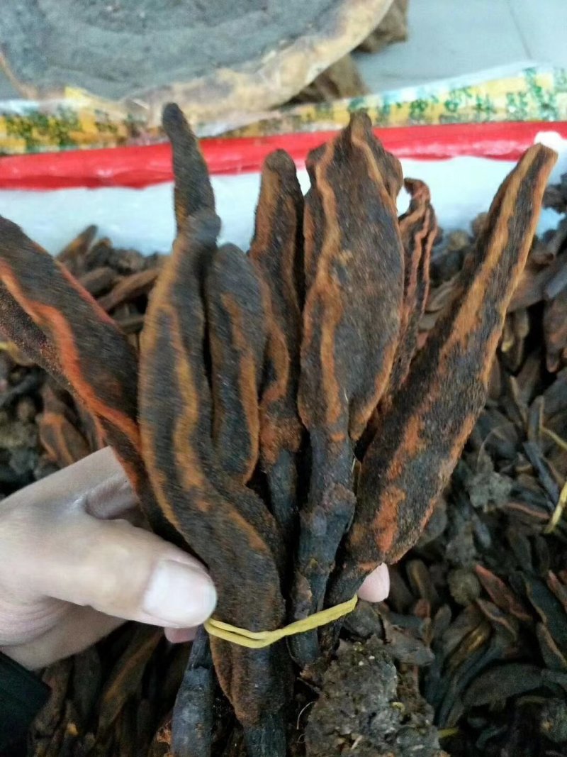 回春草