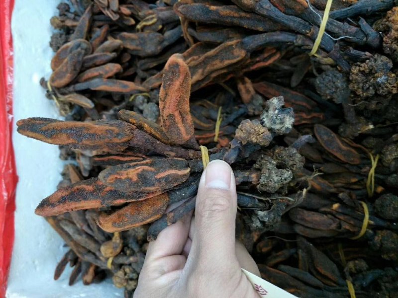 回春草