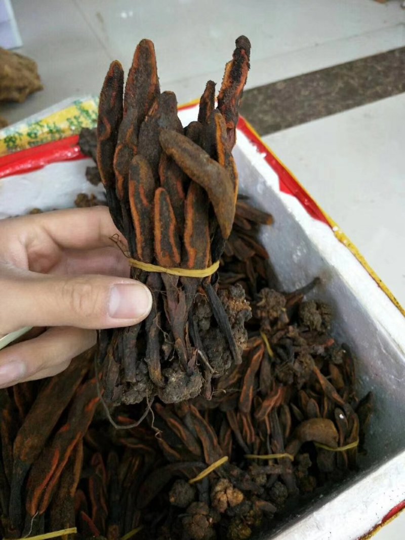 回春草