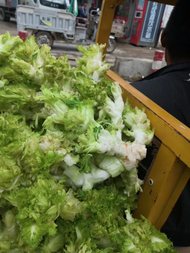 儿菜基地直供