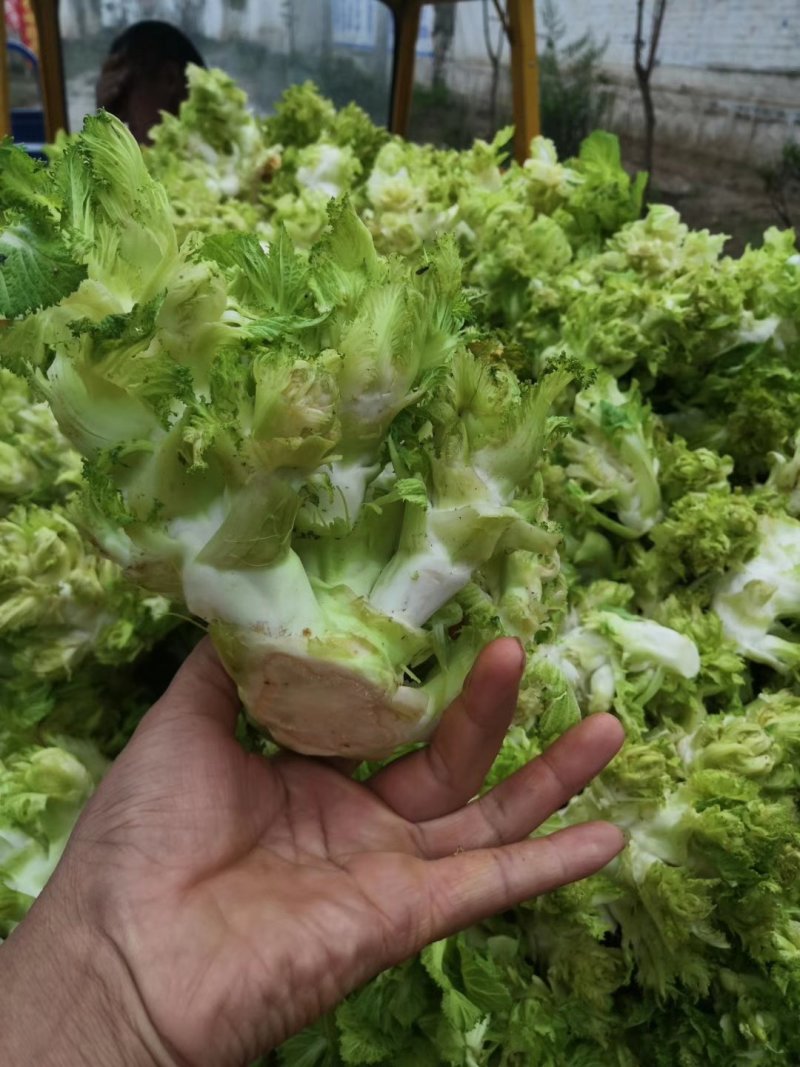 儿菜基地直供