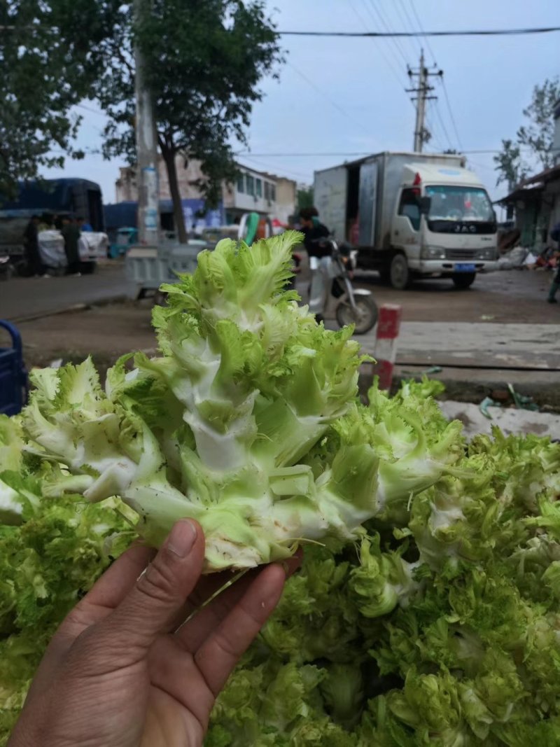 儿菜基地直供
