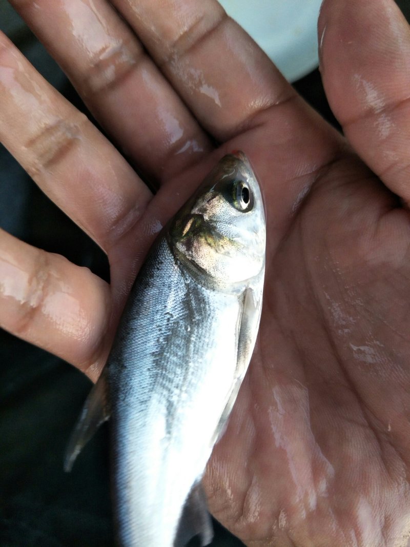 白鲢苗鲢鱼苗中华白鲢苗四大家鱼淡水活体养殖鱼苗