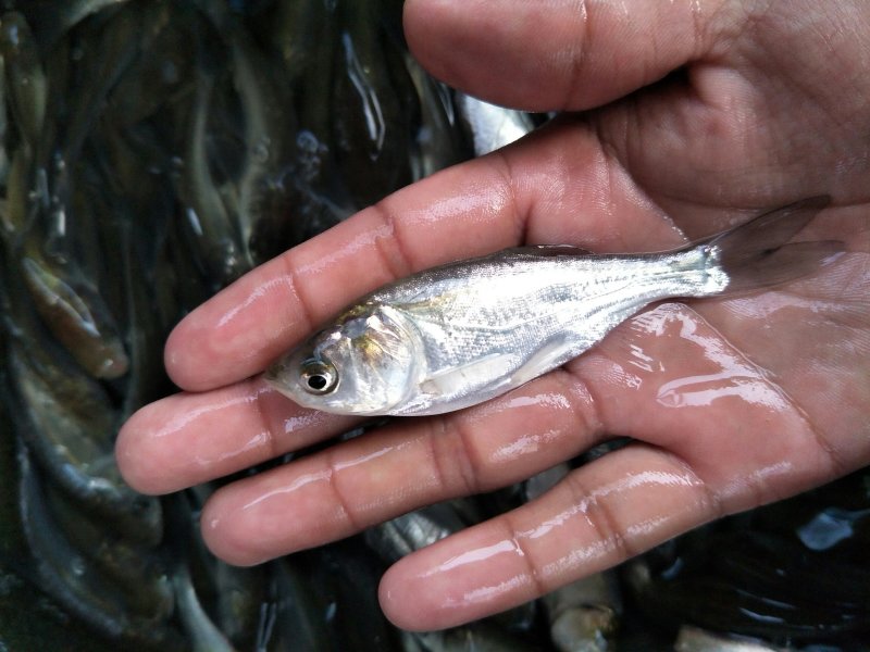白鲢苗鲢鱼苗中华白鲢苗四大家鱼淡水活体养殖鱼苗