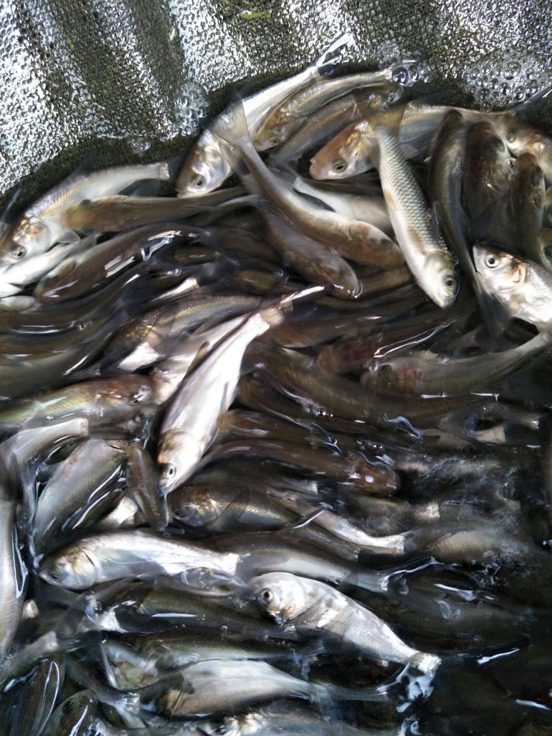 白鲢苗鲢鱼苗中华白鲢苗四大家鱼淡水活体养殖鱼苗