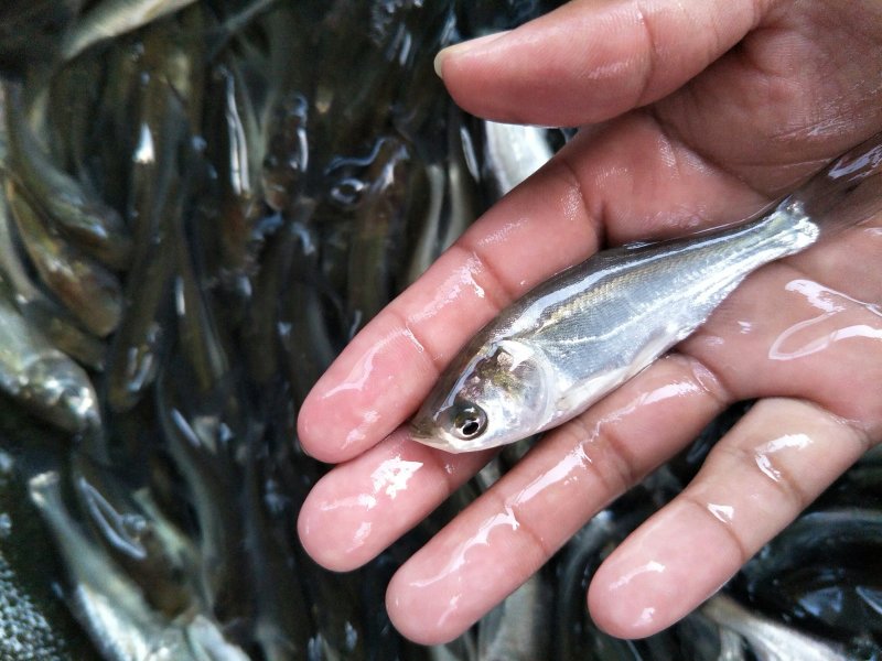 白鲢苗鲢鱼苗中华白鲢苗四大家鱼淡水活体养殖鱼苗
