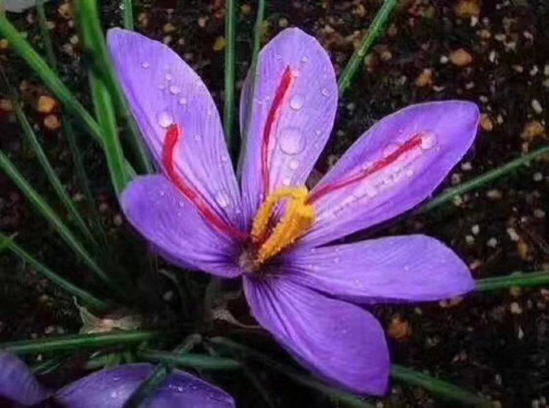 藏红花