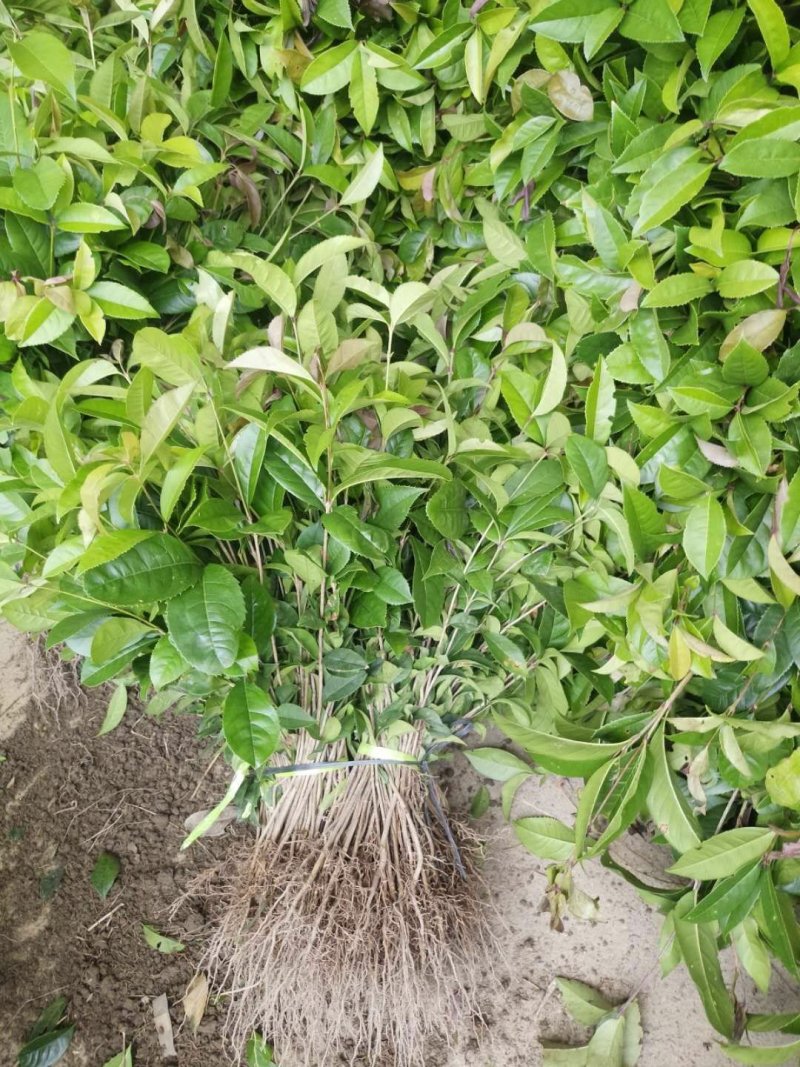 桂花树苗金桂树苗八月桂花苗，包邮