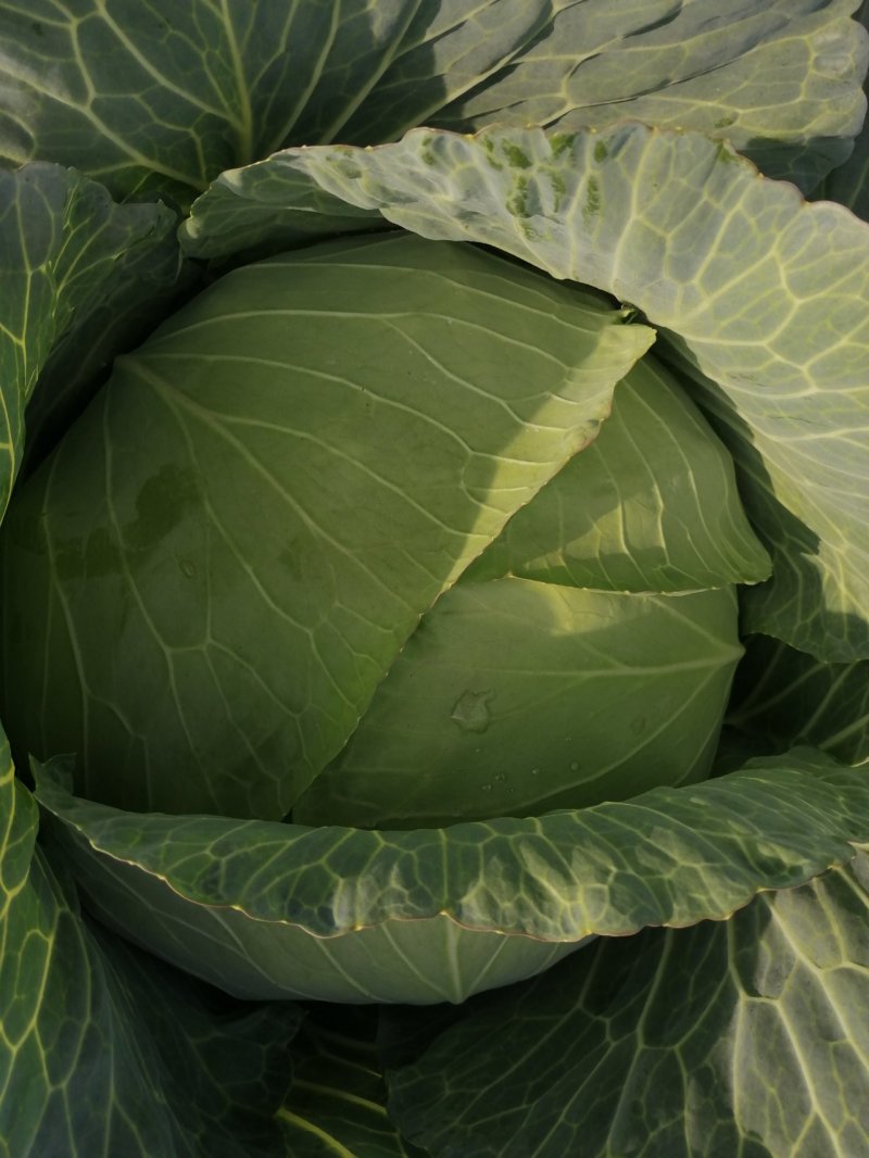 湖北精品京丰一号甘蓝产地直发大量现货，**京丰甘兰供应