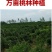 【一手货源品质保证】精品红黄桃胶13/斤包邮无黑头