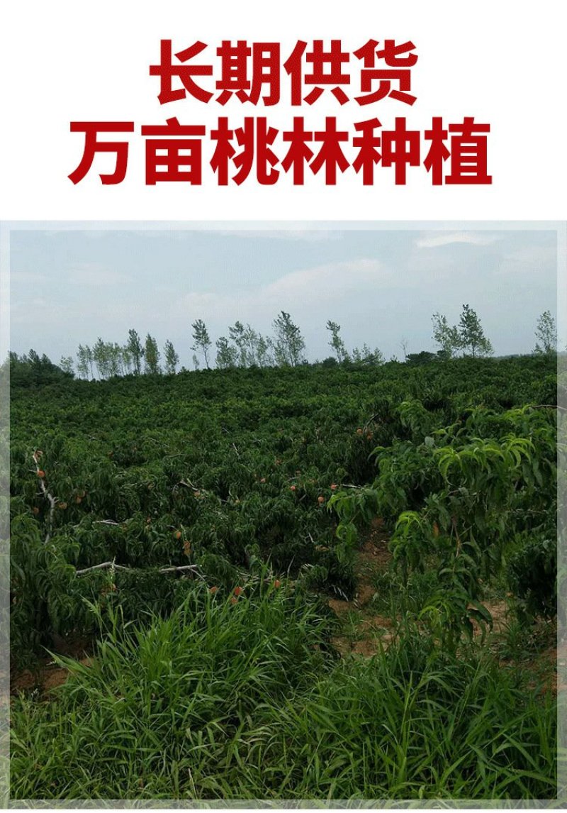 【一手货源品质保证】精品红黄桃胶13/斤包邮无黑头