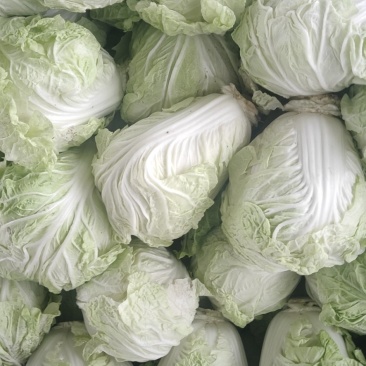 河南安阳滑县新鲜白菜直供批发