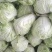 河南安阳滑县新鲜白菜直供批发