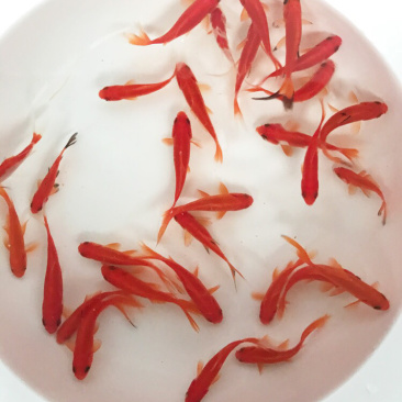 小红鲫，草金鱼