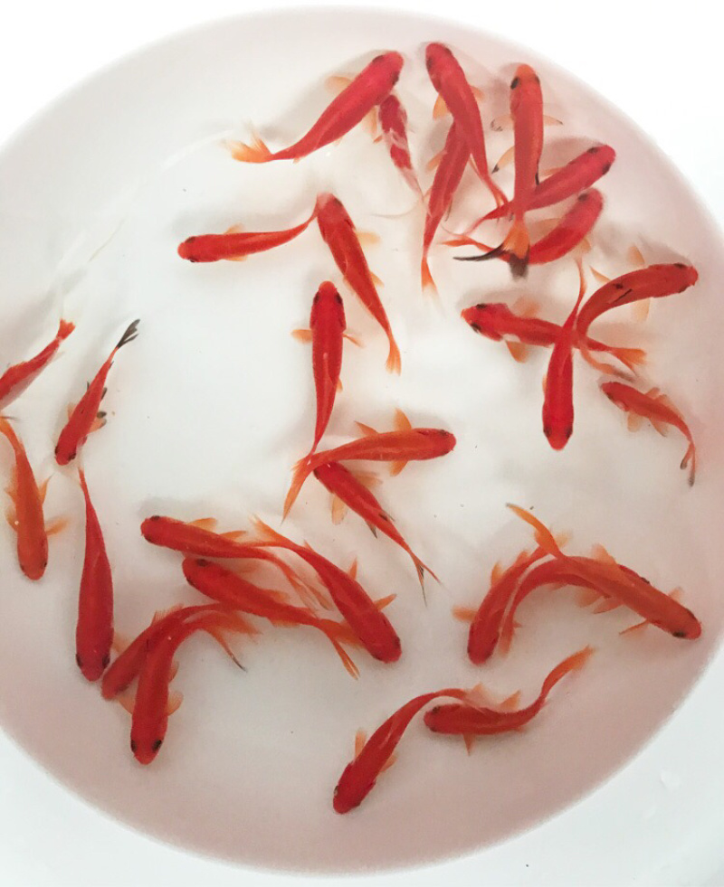 小红鲫，草金鱼