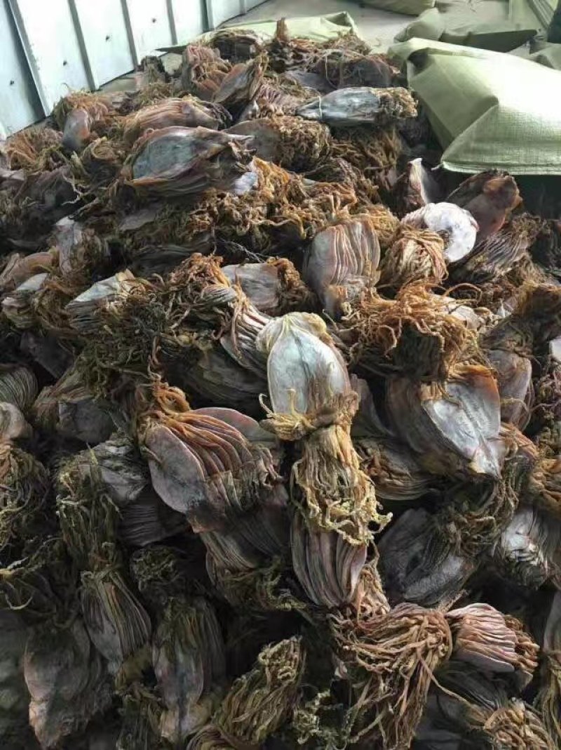 朝鲜鱿鱼干。水发鱿鱼干