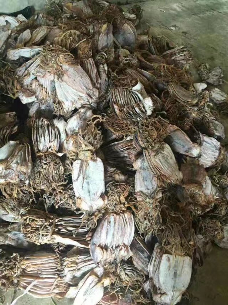 朝鲜鱿鱼干。水发鱿鱼干