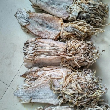 朝鲜鱿鱼干。水发鱿鱼干