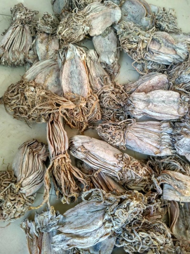 朝鲜鱿鱼干。水发鱿鱼干