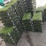 红车又名红鳞蒲桃彩叶植物适用绿道庭院可作大盆栽小盆栽