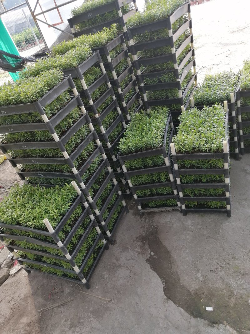 红车又名红鳞蒲桃彩叶植物适用绿道庭院可作大盆栽小盆栽