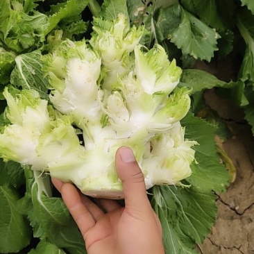 儿菜
