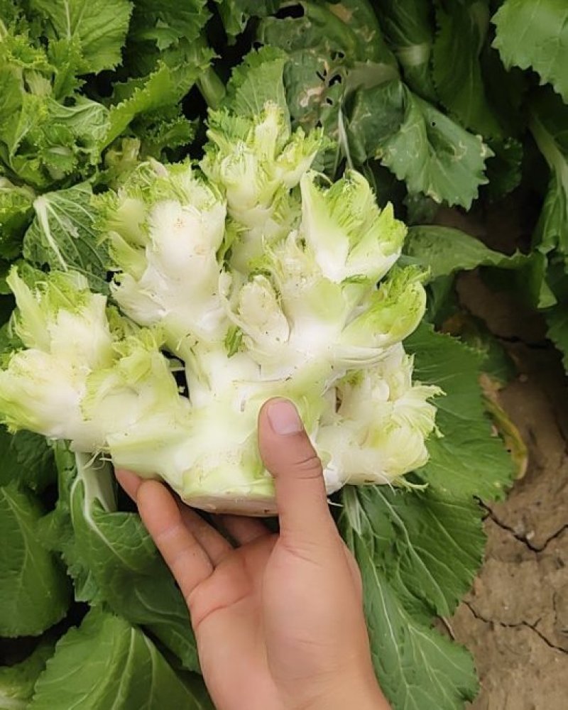 儿菜