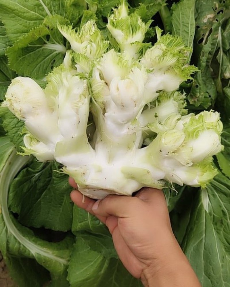 儿菜