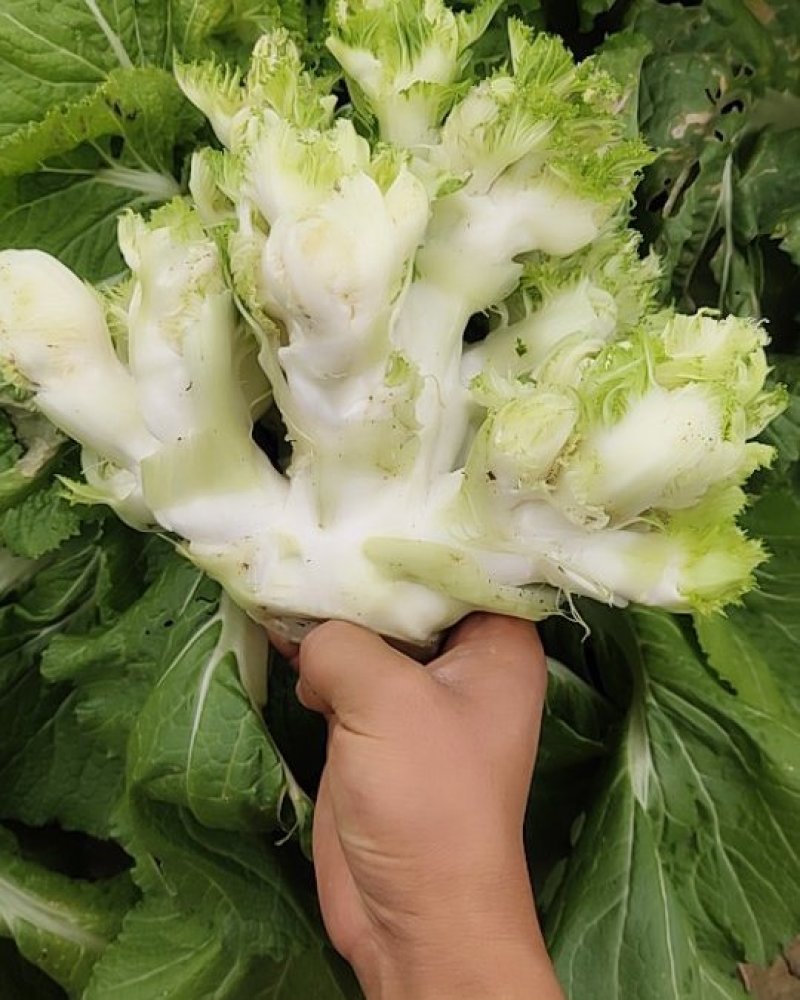 儿菜