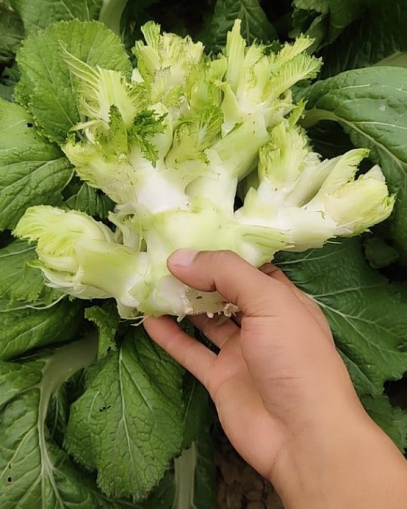 儿菜
