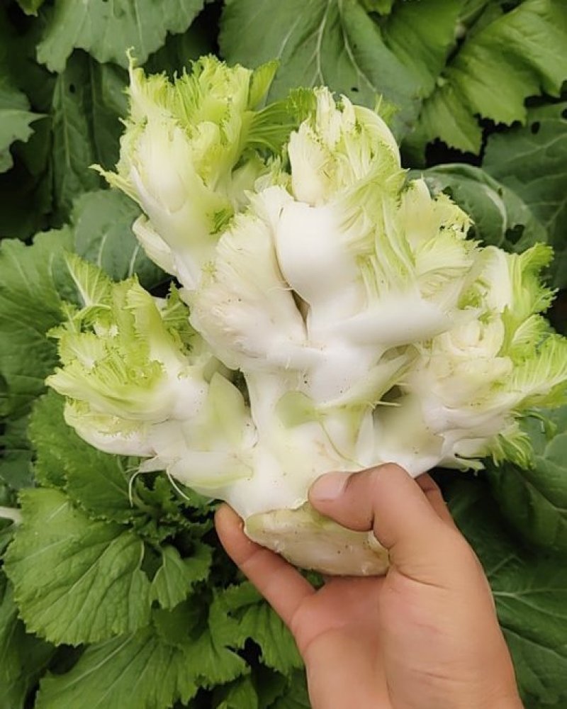 儿菜