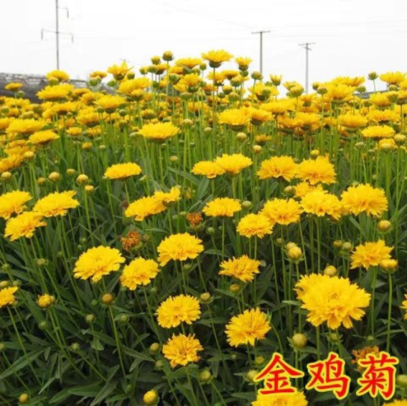 花种籽金鸡菊种子多年生宿根花卉庭院盆栽花苗室外绿化草籽四