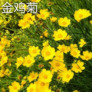 花种籽金鸡菊种子多年生宿根花卉庭院盆栽花苗室外绿化草籽四