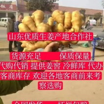 山东万亩生姜产地大量供应中，货源充足保质保量🔥🌹🌹