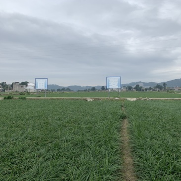 麦冬草细叶麦冬草草皮绿化四川麦冬草