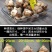 水仙花种球水培水养球根植物绿植花卉冬季开花漳州水