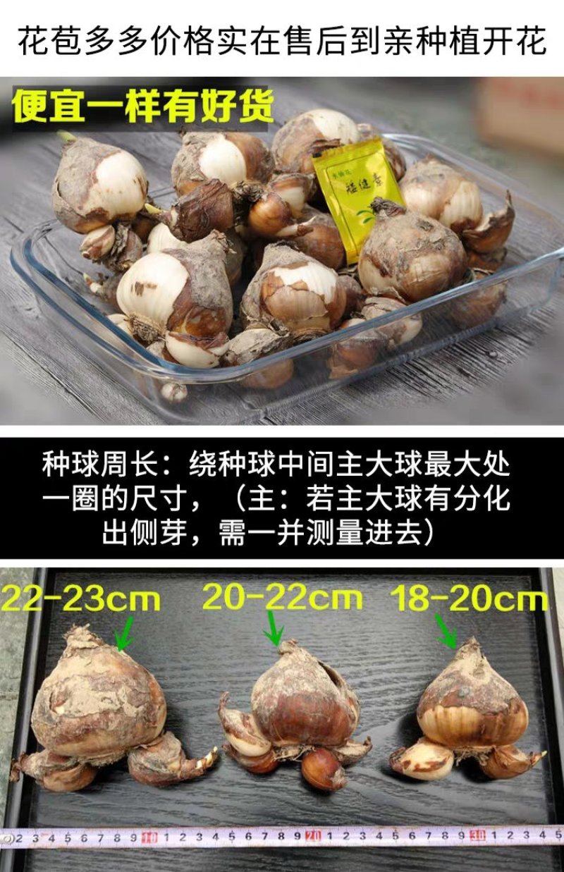 水仙花种球水培水养球根植物绿植花卉冬季开花漳州水
