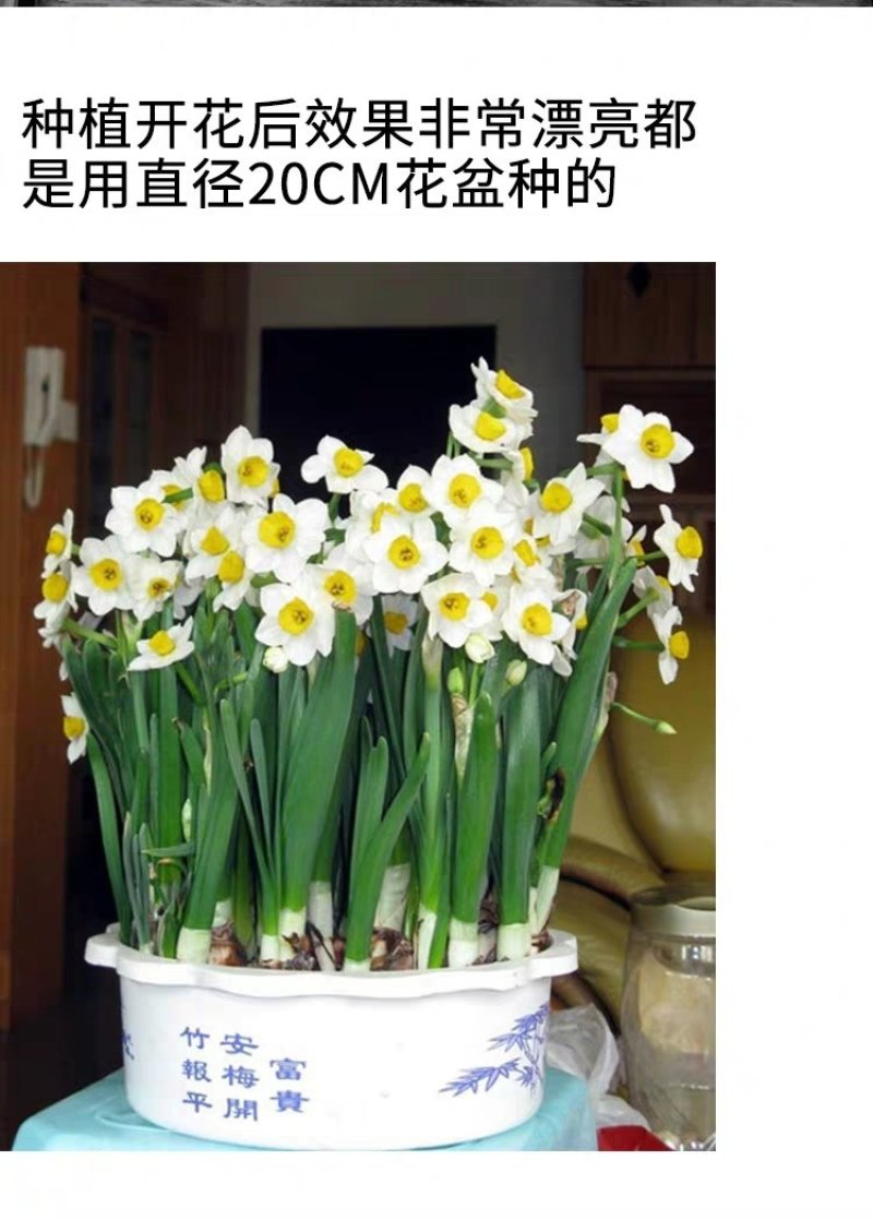 水仙花种球水培水养球根植物绿植花卉冬季开花漳州水
